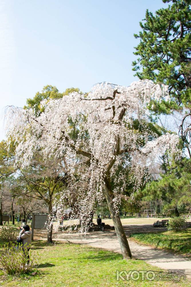 京都御苑　近衛邸跡の枝垂れ桜3/17-1