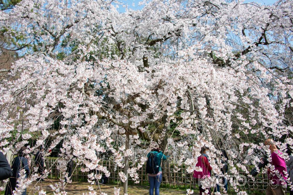 京都御苑　近衛邸跡の枝垂れ桜3/17-4