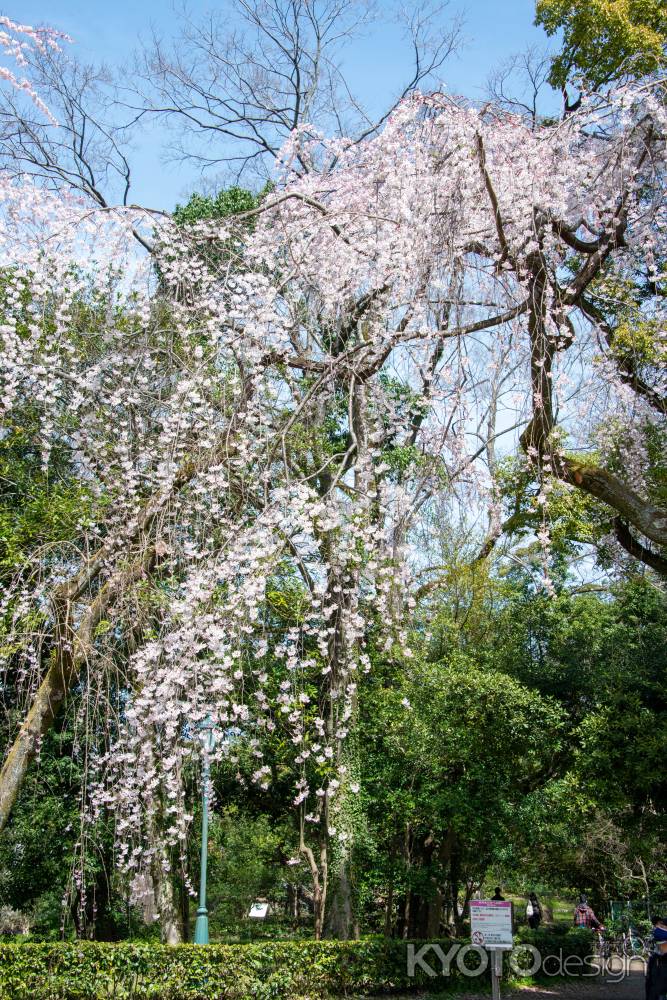 京都御苑　近衛邸跡の枝垂れ桜3/17-6