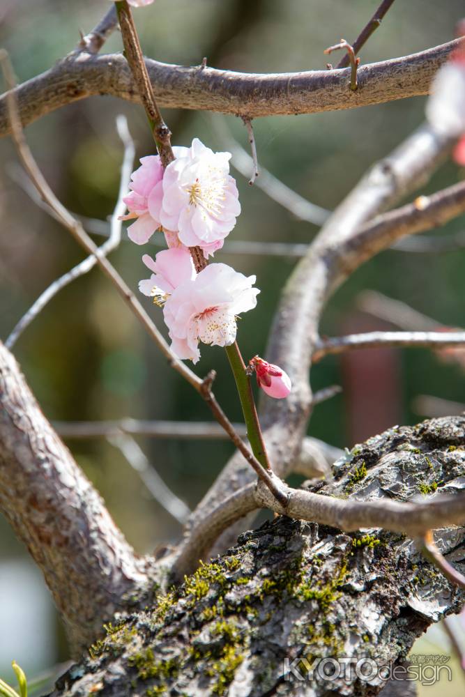 京都御苑　サクラサク