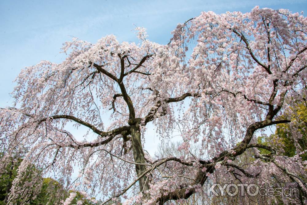 京都御苑　出水の桜-3
