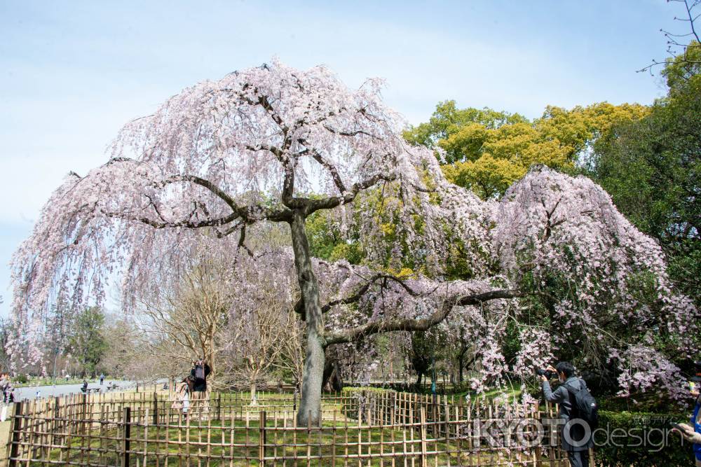 京都御苑　出水の桜-5