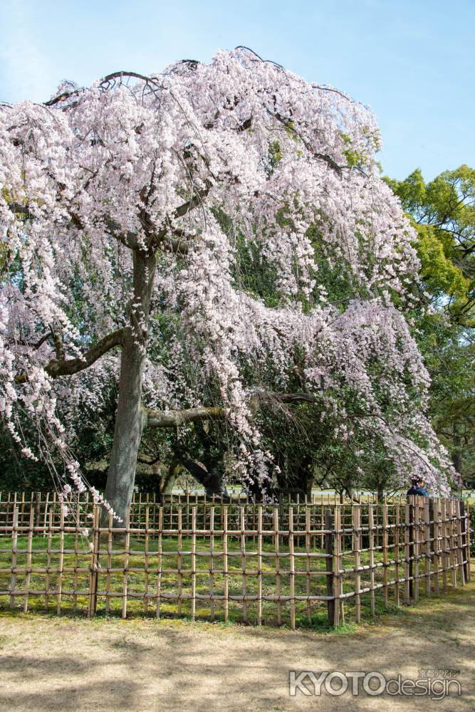 京都御苑　出水の桜-6