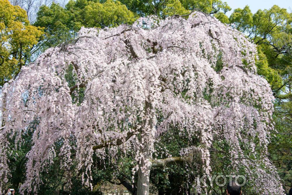 京都御苑　出水の桜-7