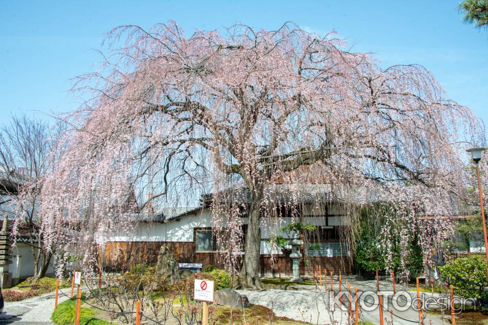 本満寺　3月17日の桜1