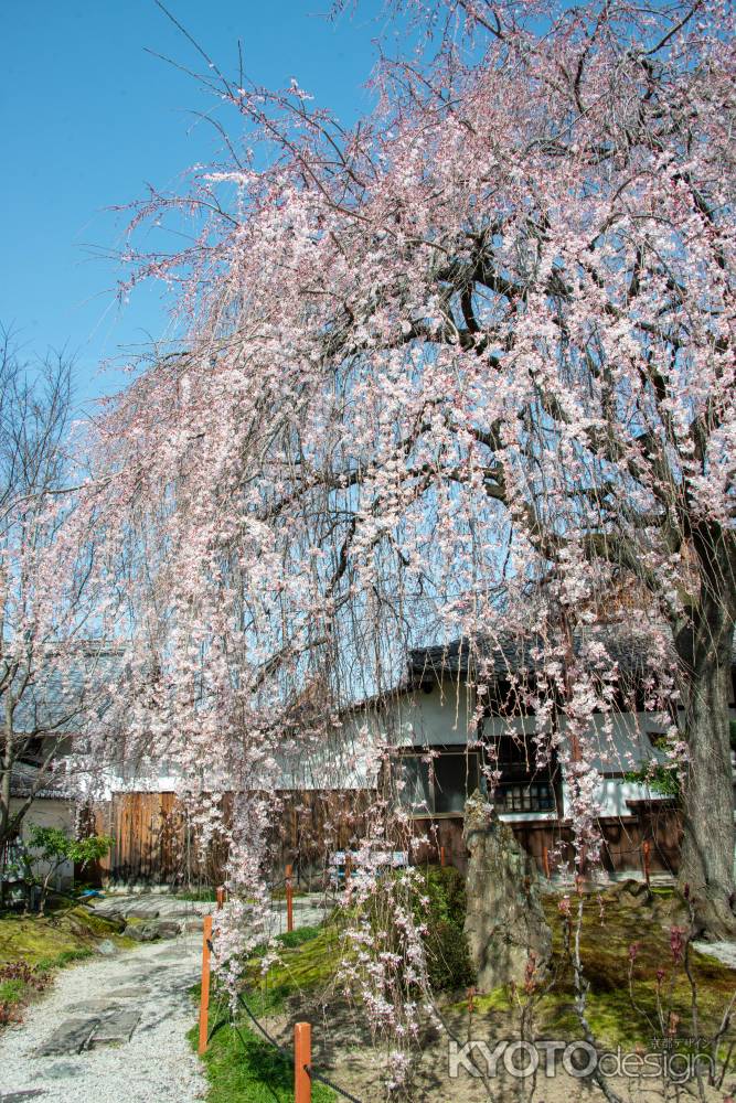 本満寺　降り注ぐ春