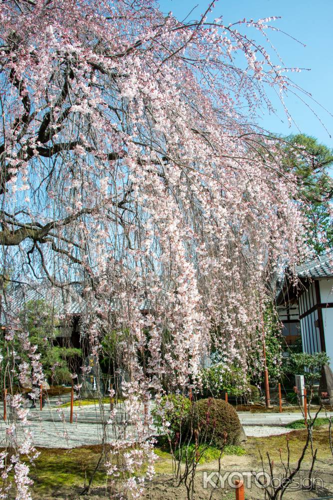 本満寺　しだれサク