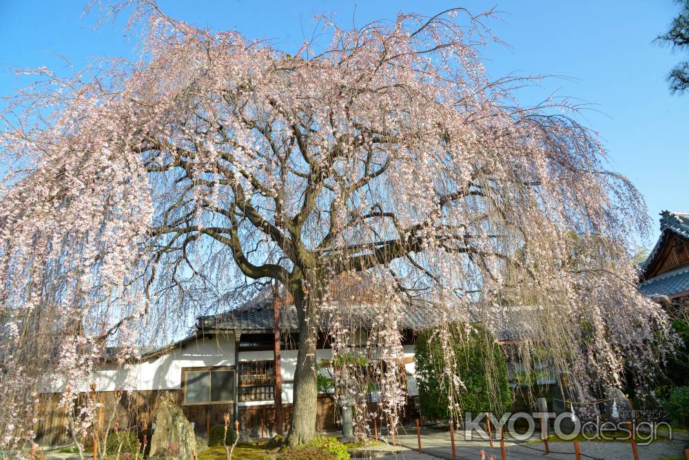 本満寺　3月18日の桜2