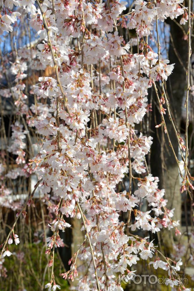 本満寺　3月18日の桜4