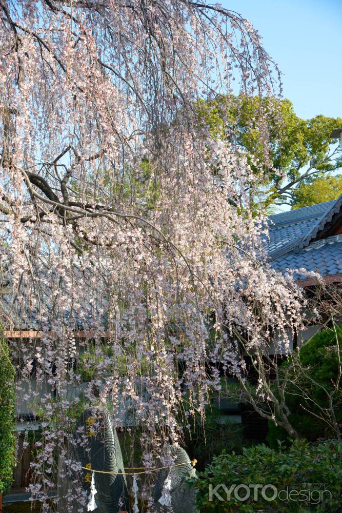 本満寺　3月18日の桜5