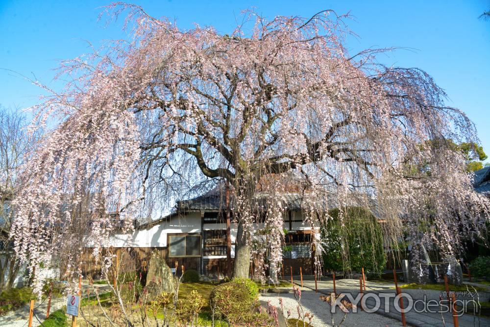 本満寺　3月18日の桜6