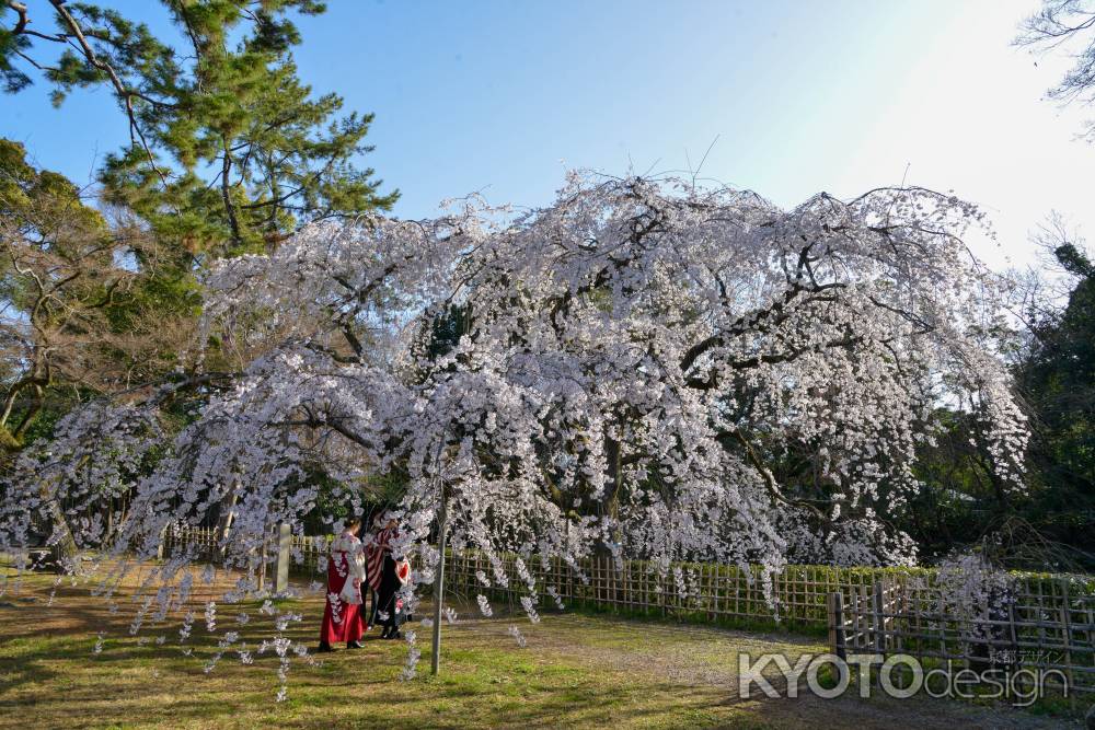 京都御苑　近衛邸跡の枝垂れ桜3/18-1