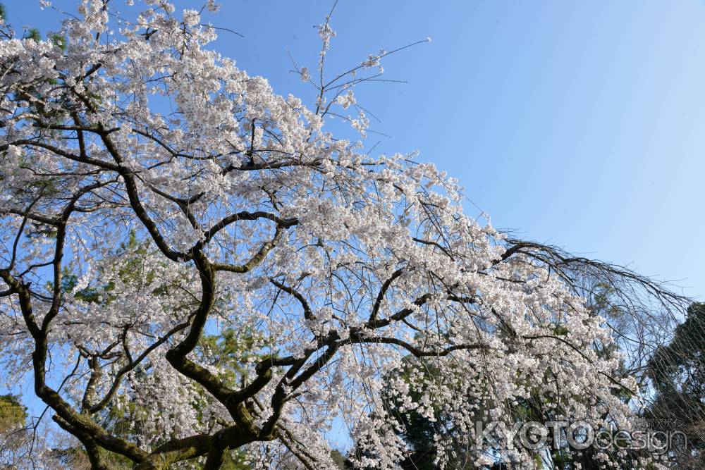 京都御苑　近衛邸跡の枝垂れ桜3/18-2