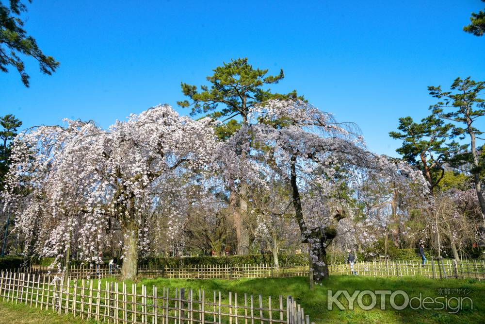 京都御苑　近衛邸跡の枝垂れ桜3/18-3