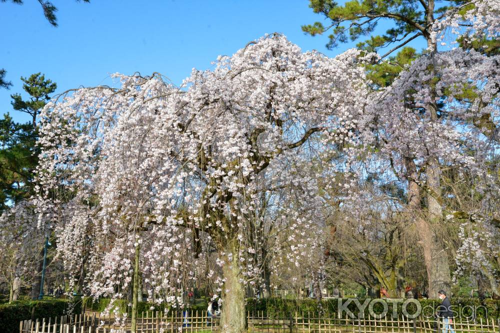 京都御苑　近衛邸跡の枝垂れ桜3/18-4