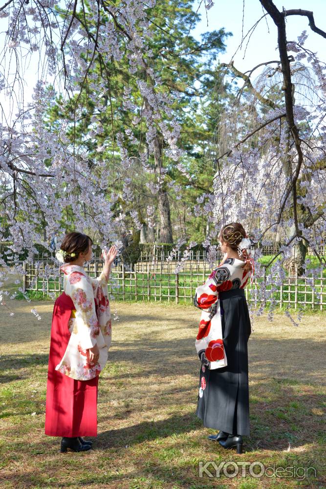 京都御苑　近衛邸跡の枝垂れ桜3/18-6