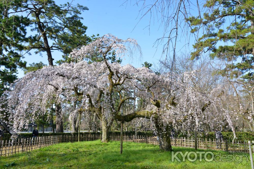 京都御苑　近衛邸跡の枝垂れ桜3/18-7