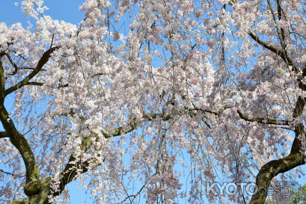 京都御苑　出水の枝垂れ3/18-3