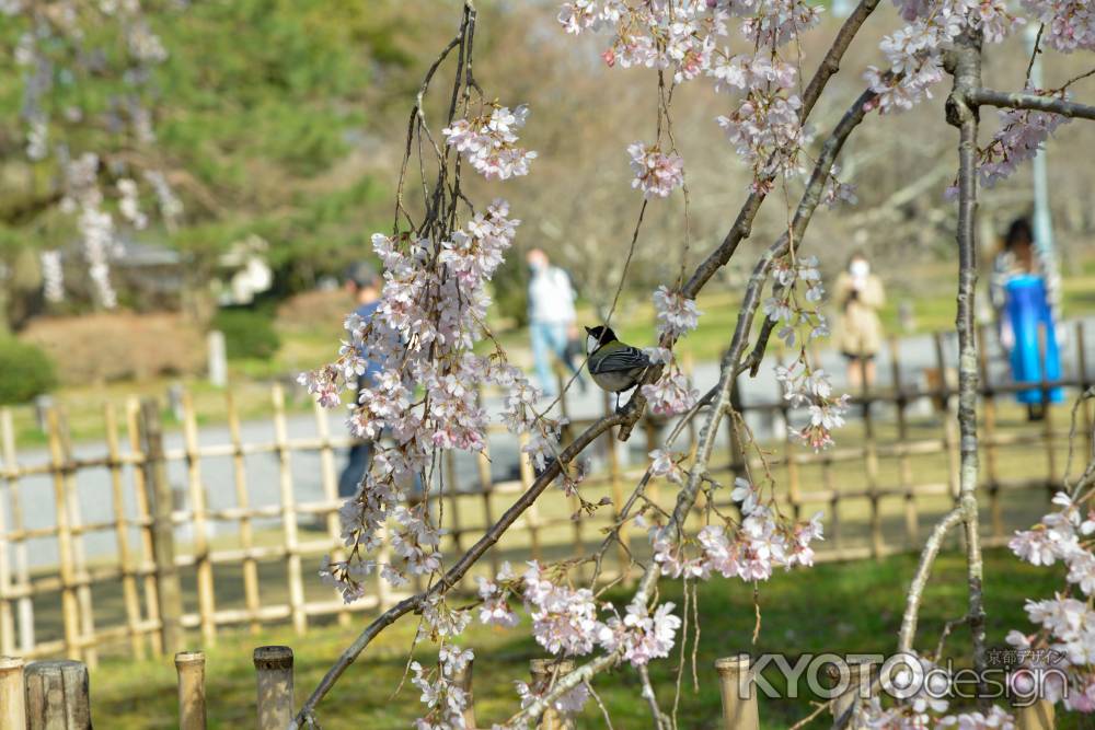 京都御苑　出水の枝垂れ3/18-4