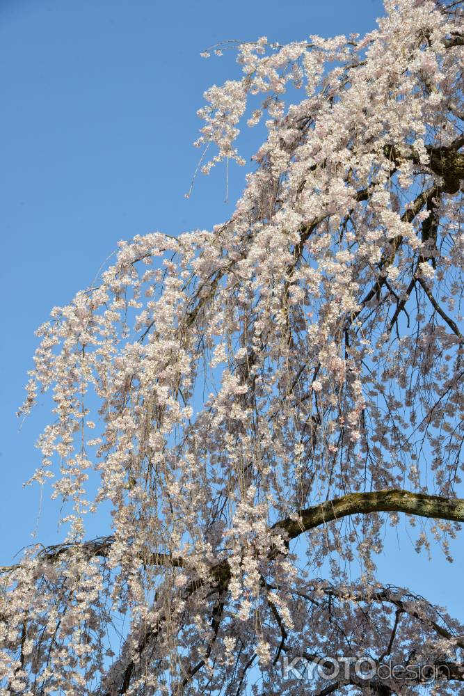 京都御苑　出水の枝垂れ3/18-6