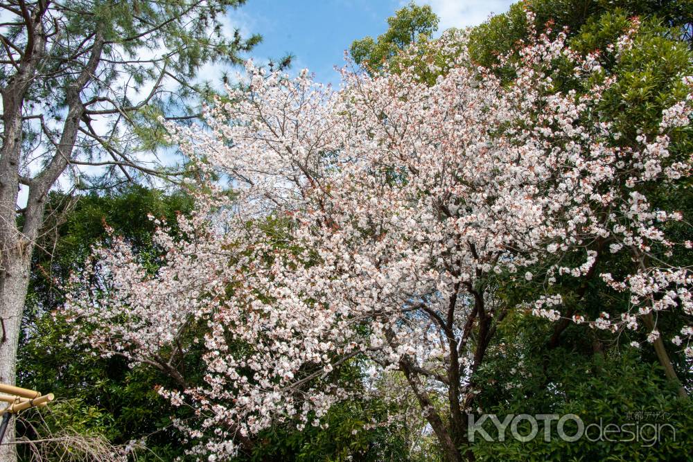 半木の道　開花しました