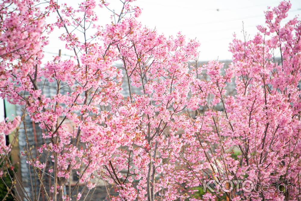 長岡　陽光桜