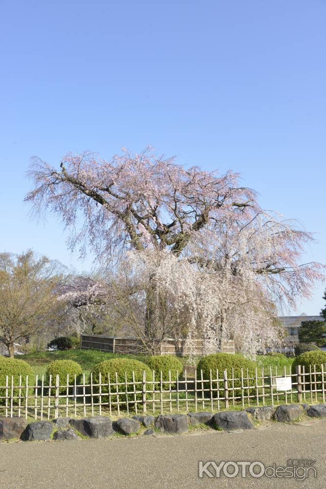 円山公園しだれ桜2021