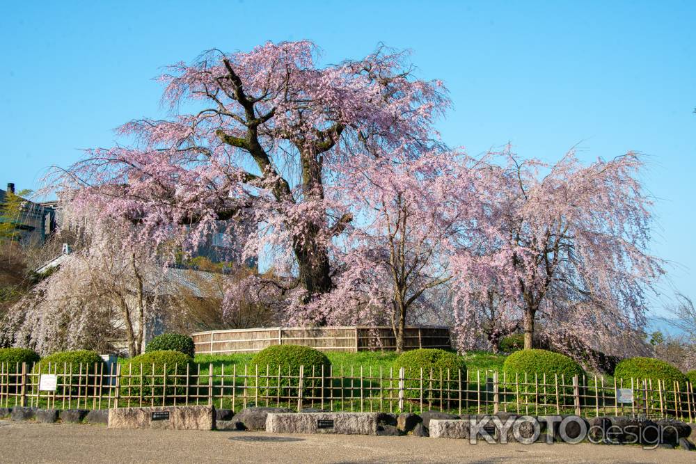 円山公園　3月23日の桜1