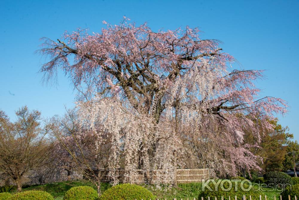 円山公園　3月23日の桜3