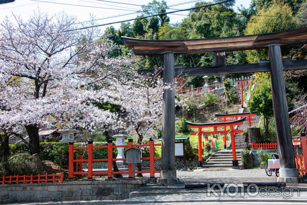 建勲神社　3月23日の桜1