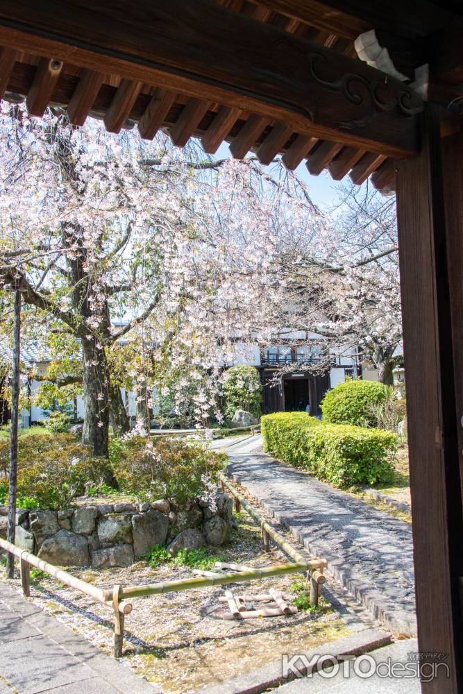 上品蓮台寺　3月23日の桜2