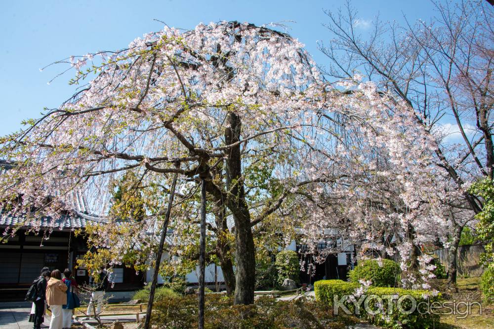 上品蓮台寺　3月23日の桜4