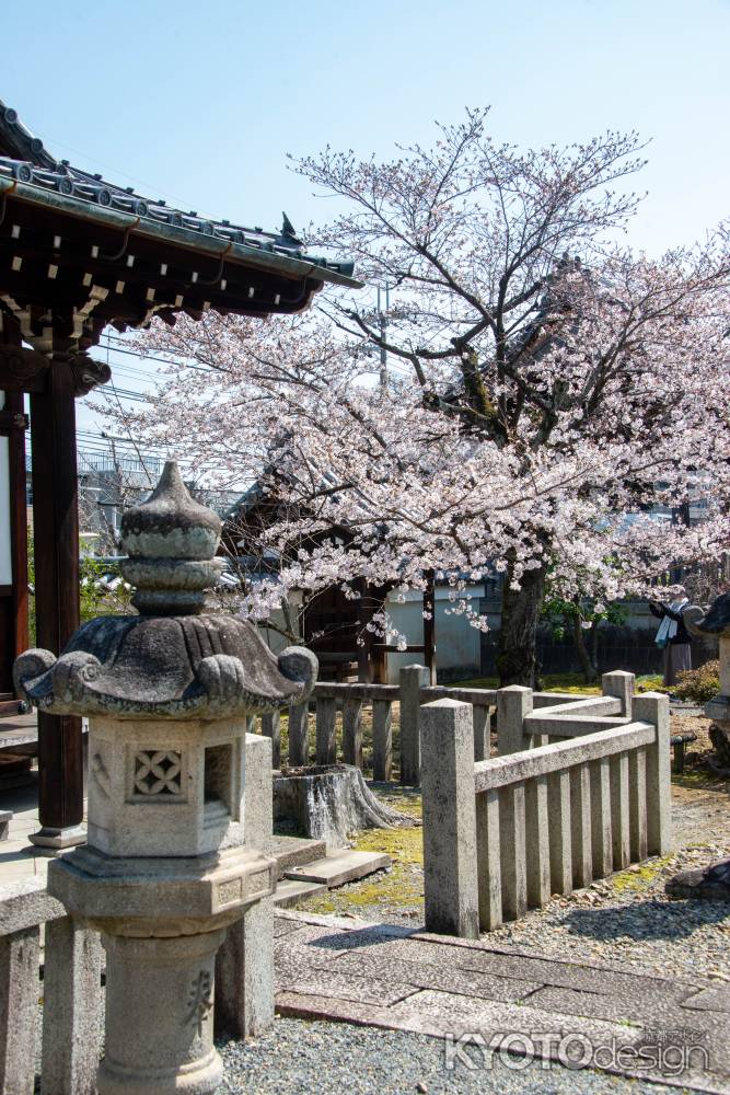 上品蓮台寺　3月23日の桜5