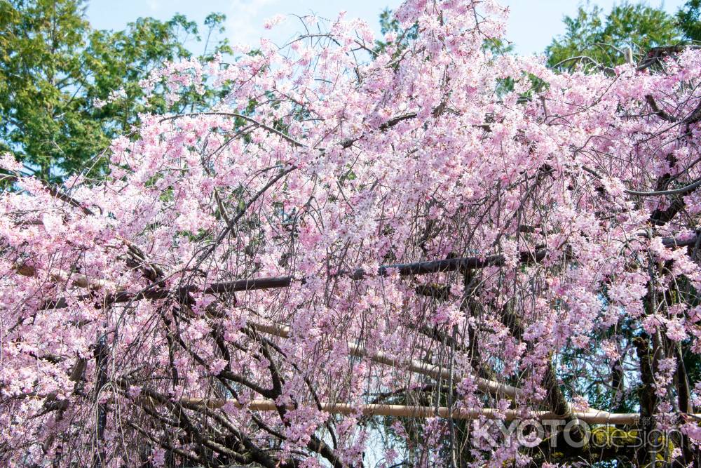 水火天満宮　3月23日の桜3