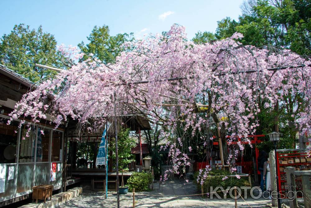 水火天満宮　3月23日の桜4