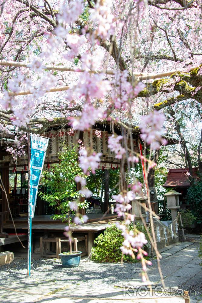 水火天満宮　3月23日の桜5