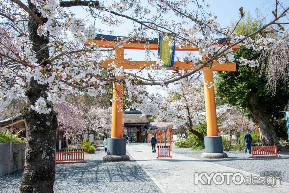 平野神社　3月23日の桜1