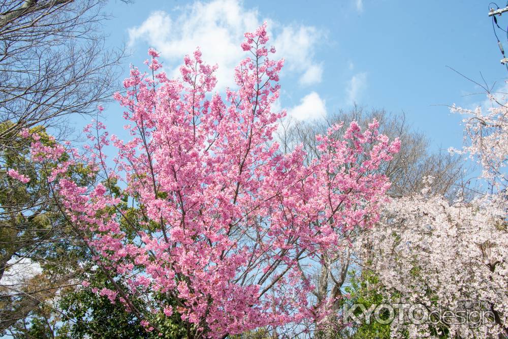 平野神社　3月23日の桜2