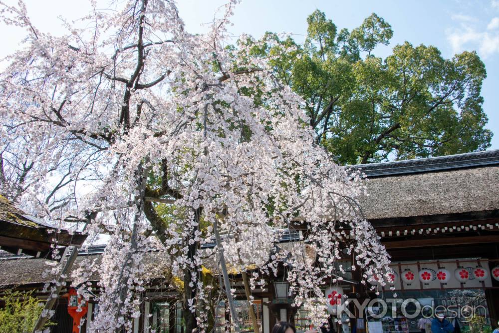 平野神社　3月23日の桜5