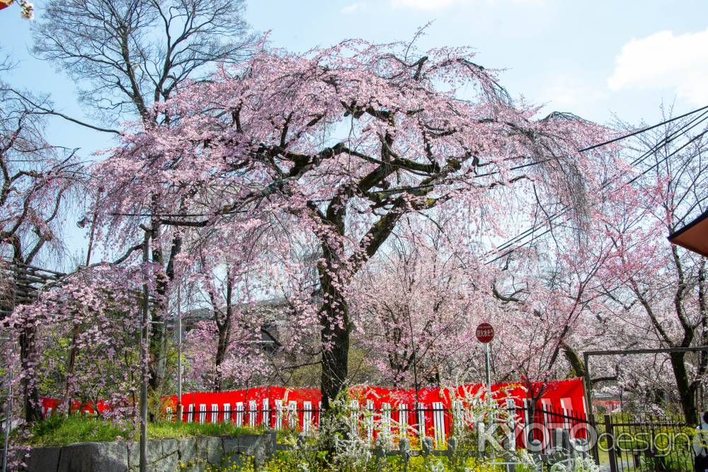 平野神社　3月23日の桜7