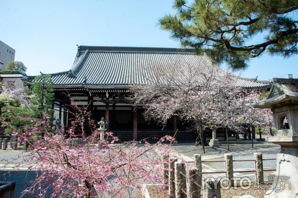 本法寺　3月23日の桜2