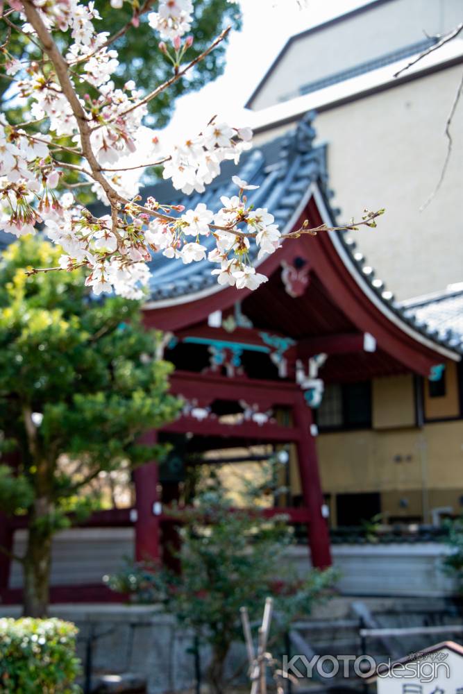 本法寺　3月23日の桜3