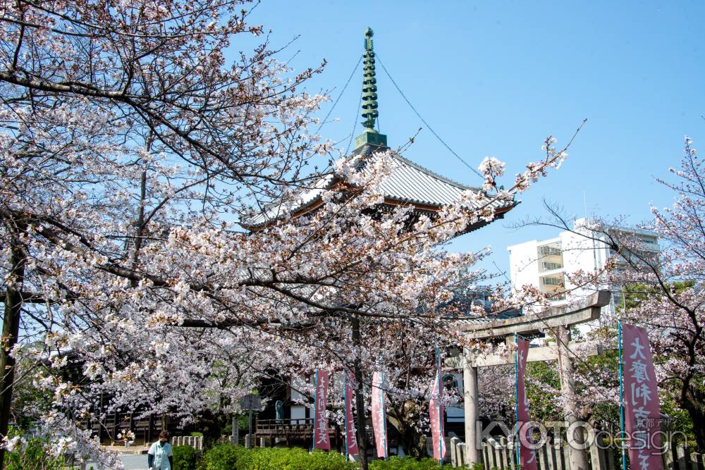 本法寺　3月23日の桜4