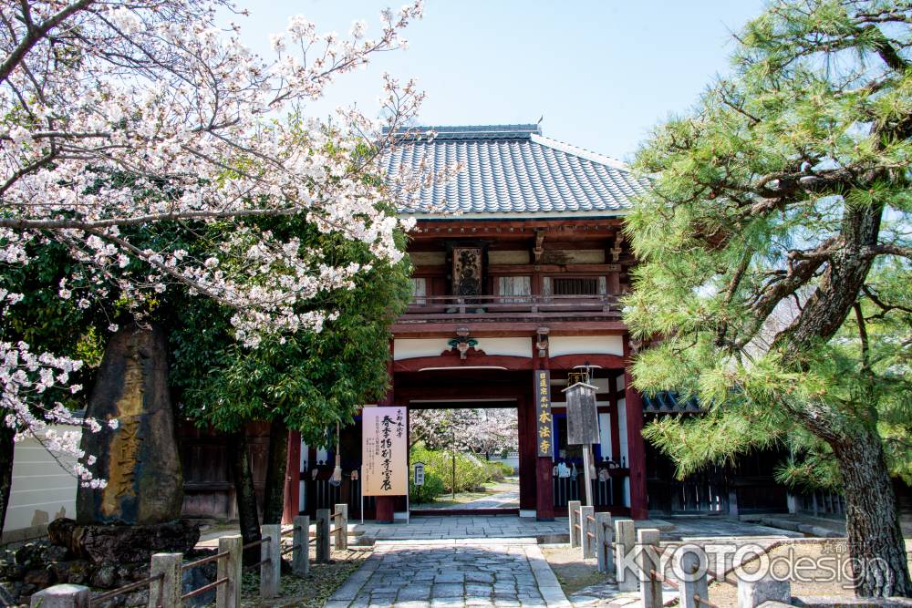 本法寺　3月23日の桜5