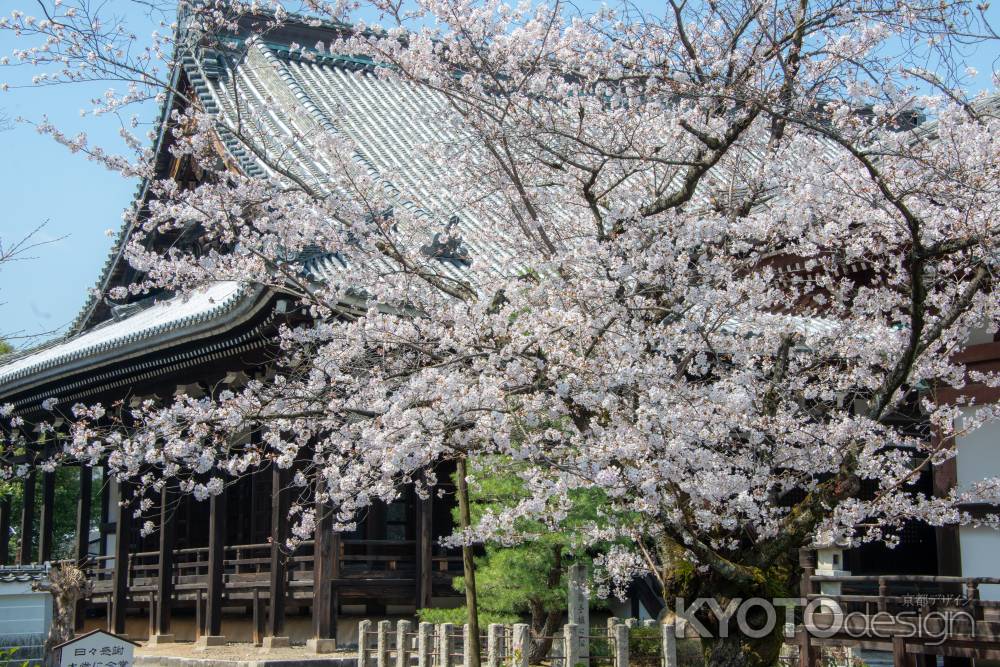 本法寺　3月23日の桜6