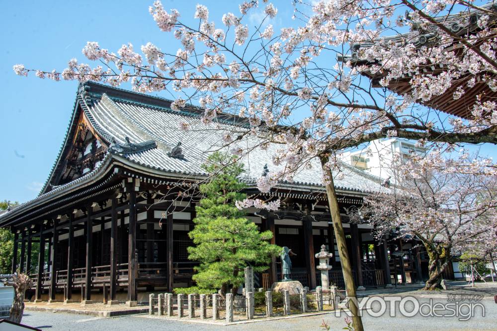 本法寺　3月23日の桜7