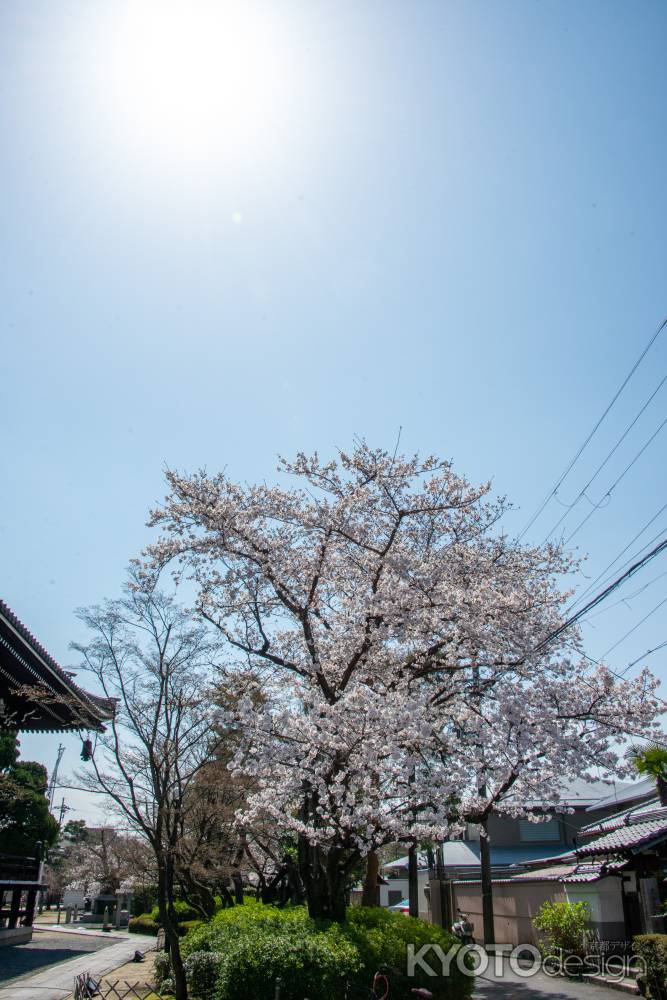 妙顕寺　3月23日の桜7