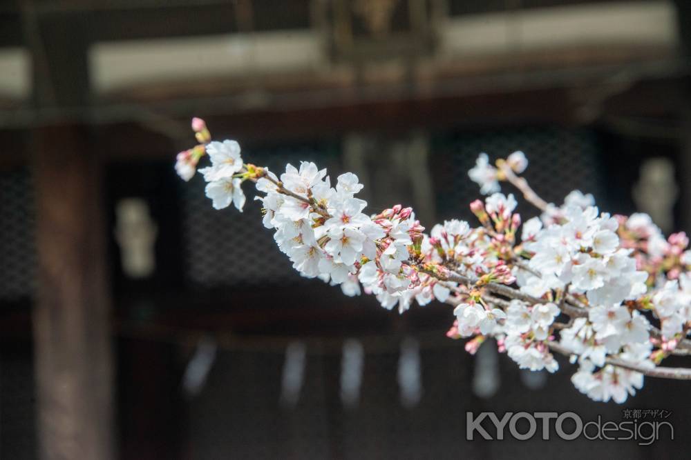 立本寺　3月23日の桜3