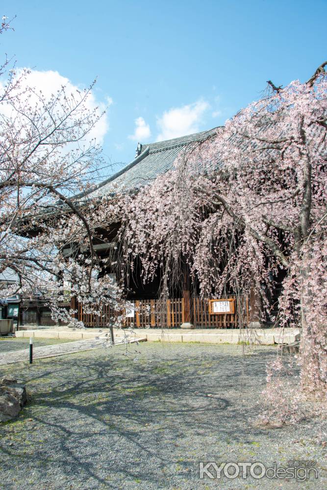 立本寺　3月23日の桜6