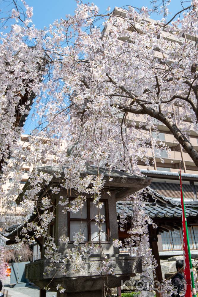 六角堂　3月23日の桜2